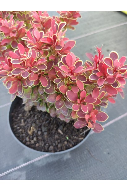 Барбарис тунберга Коралл в горшке